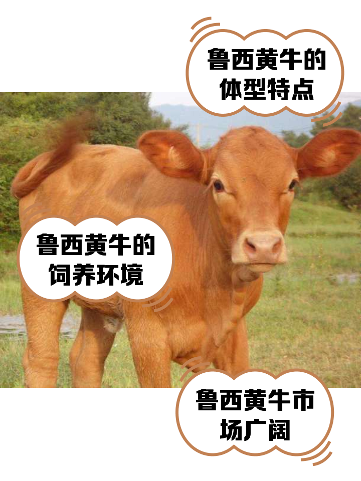 齐齐哈尔最新医保取现黄牛方法分析(最方便真实的齐齐哈尔医保取现黄牛怎么取方法)